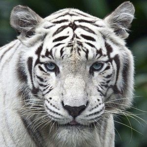 Meet your Posher, Janet